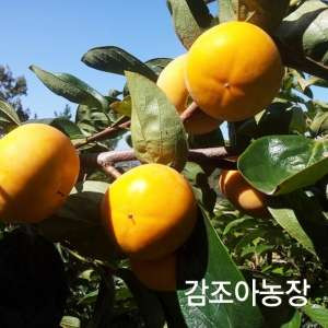 [감조아농장] 유기농 단감 5Kg(옵션선택)  월,목 발송