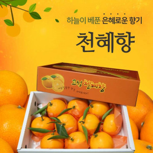 [천해향농원] 천혜향 3kg(선물형)