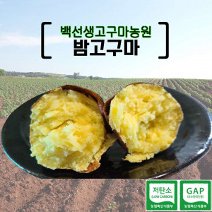[백선생고구마농원]2025년산 밤고구마- 특상품 (5kg, 10kg)