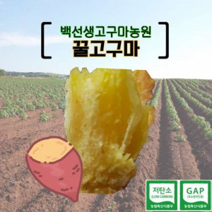 [백선생고구마농원]2025년산 꿀고구마 -소/한입  (5kg, 10kg)