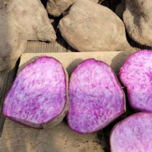 [공룡자색마] 자색마(옵션선택) 